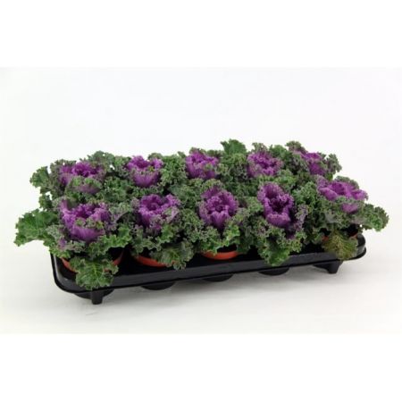 Brassica curly purple (12cm)